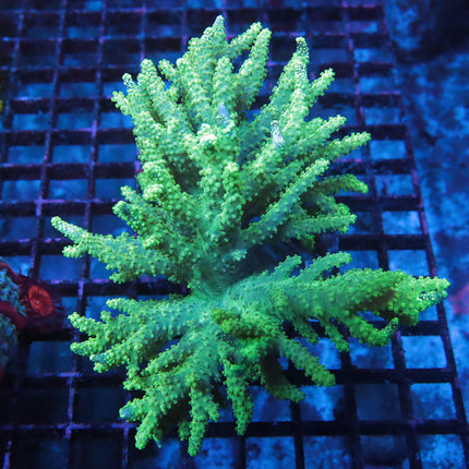 Neon Singularia (large)