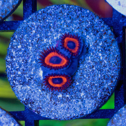 Kedd's Red Zoa