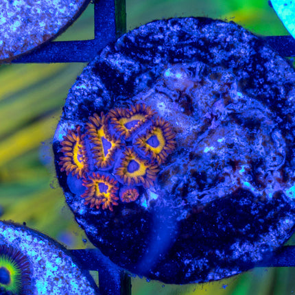 Fruitloop Zoa