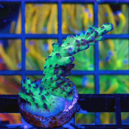 Upscales Microclados Acro