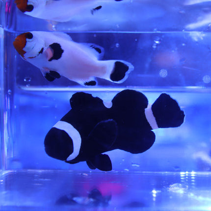 Midnight / Wyoming White ClownFish Pair