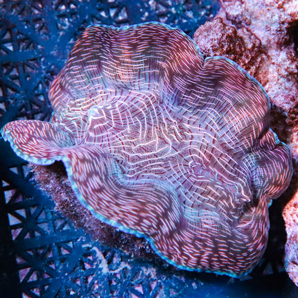 Derasa Clam 4-5" 