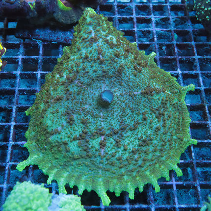Neglecta Mushroom XL