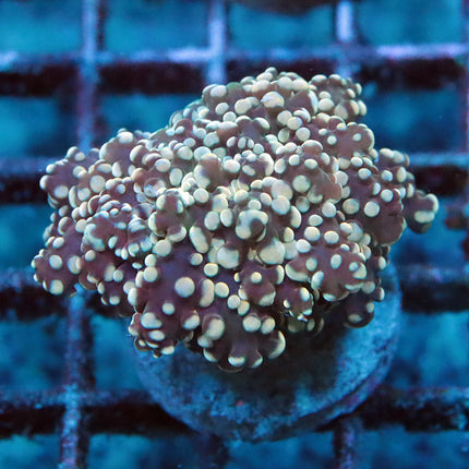 Rainbow Frogspawn