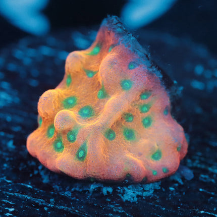 Voodoo Juicy Fruit Monti