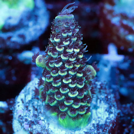 Raising Reef Blue Flame