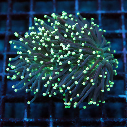 POTO Glowbug Torch