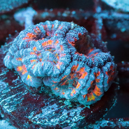 POTO Titty Twister Acan
