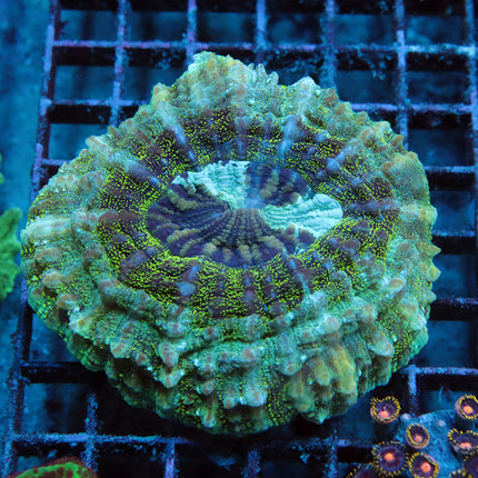 POTO Candy Coated Acantho