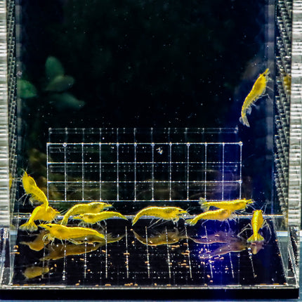 WYSIWYG 24k Golden Back Neocaridina Freshwater Shrimps