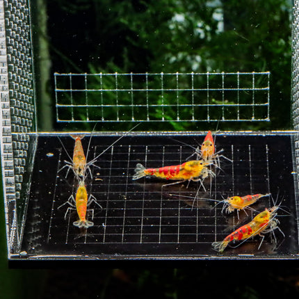 WYSIWYG 6x Red Calceo Golden Back Caridina Freshwater Shrimps