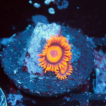 Orange Oxide Zoa