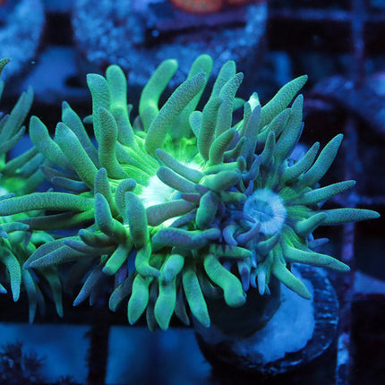 Aussie Duncan Coral
