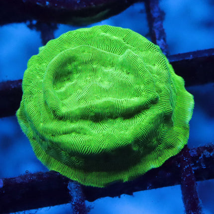 Hulk Lepto