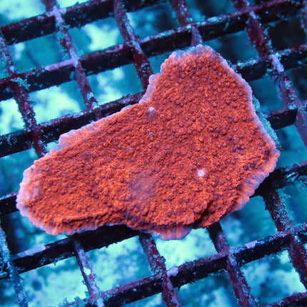 Red Monti Cap