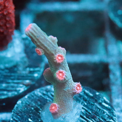 Mint Branching Cyphastrea