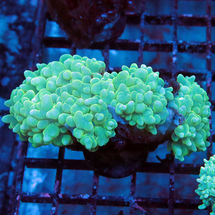 Teal Pearl Bubble Corals