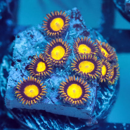 King Midas Zoa