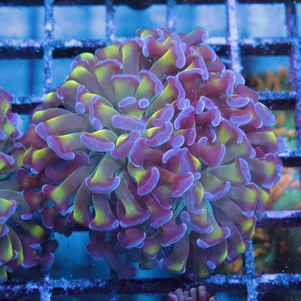 Bi-Color Branching Hammer