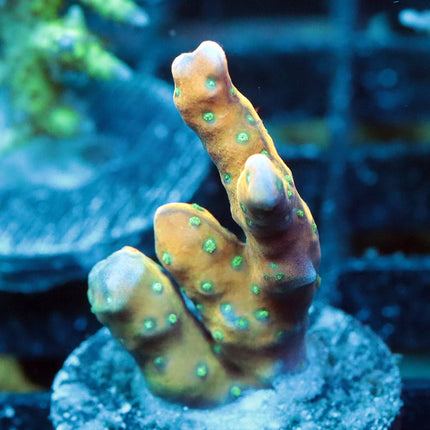 RRC Tropicana Anacropora