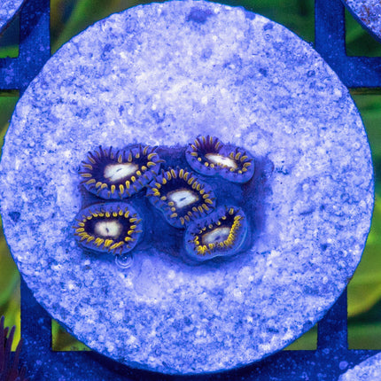 Blackhole Sun Zoa