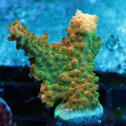 TGC Tropicana