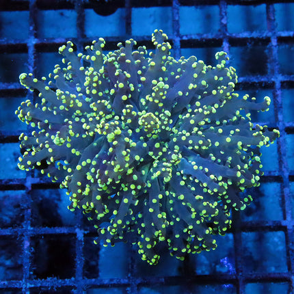 POTO Golden Tipped Octospawn