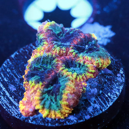 WWC Yellow Submarine