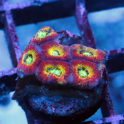 WWC Ruby Red Micromussa