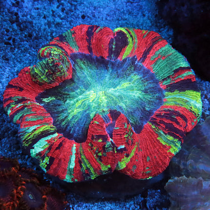 Rainbow Trachy