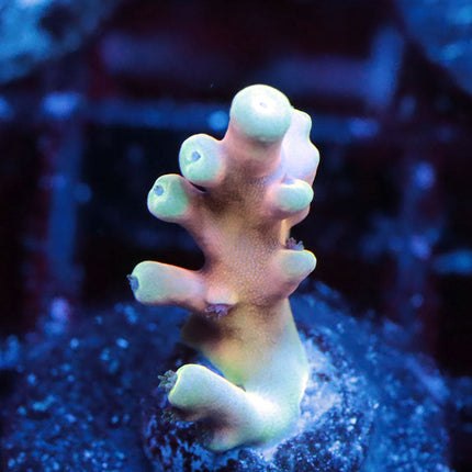 RRC Hellfire Echinata