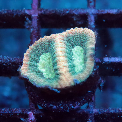 Prism Favia