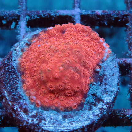 Ruby Red Cyphastrea