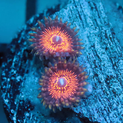 Night Crawler Zoa