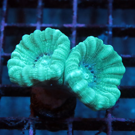 Teal Candy Cane