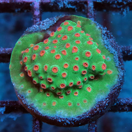 Meteor Shower Cyphastrea