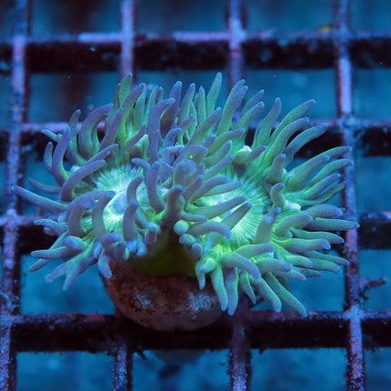 Neon Duncan Coral