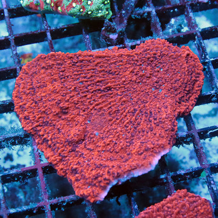 Red Monti Cap