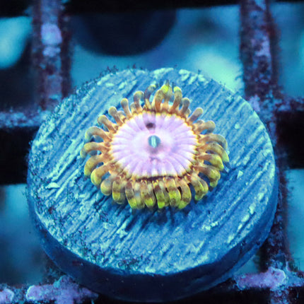 RR Pink Diamond Zoa