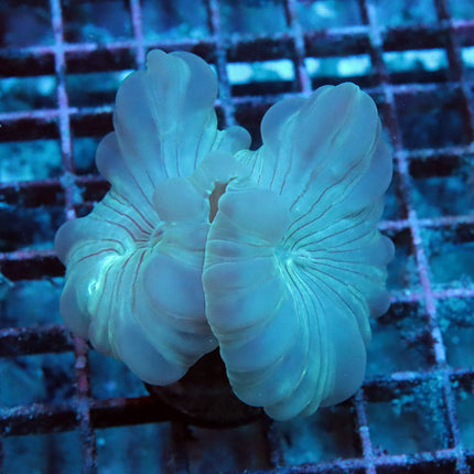 Fantastic Fox Coral