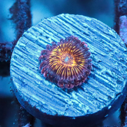 JF Acid Trip Zoa