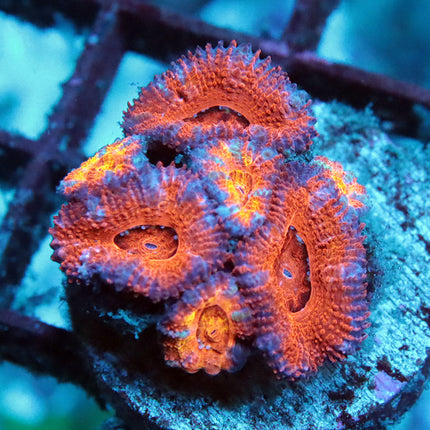 Big Red Acan