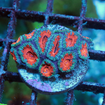 Chunk Monkey Acan
