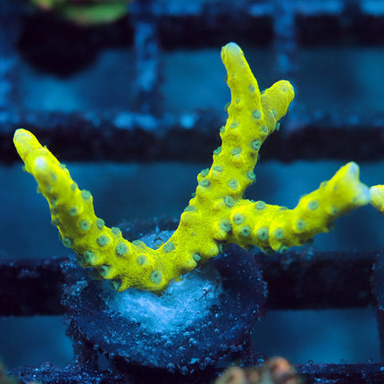 Green Goblin Anacropora
