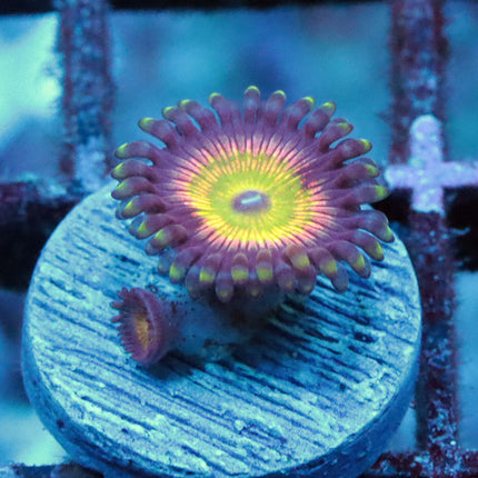 WWC Latin Lover Zoa