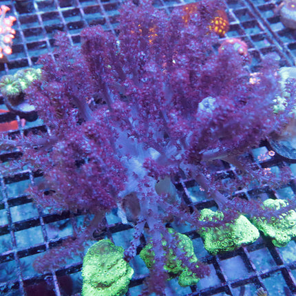 XL Purpe Kenya Tree