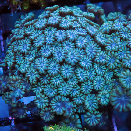 Whiteface Alveopora