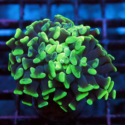 Neon Branching Hammer