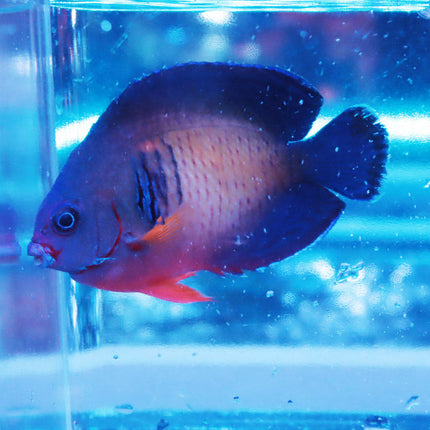 Coral Beauty Fish