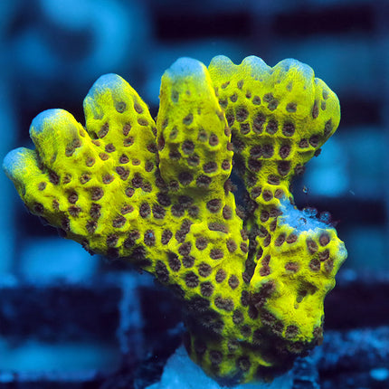 Neon Spongodes Monti